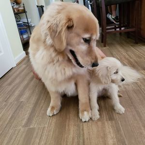 Meet your Posher, Dawn